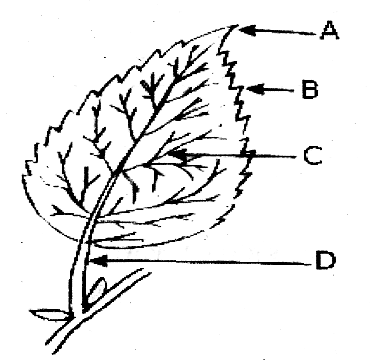 Parts of leaf