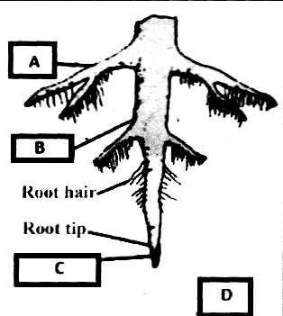 Parts Of root